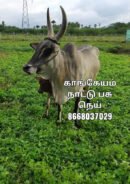 Kangayam A2 native breed ghee காங்கேயம் நாட்டு பசு நெய்