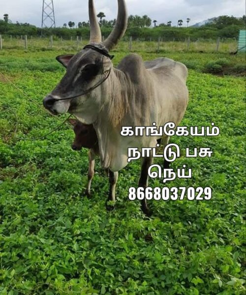 Kangayam A2 native breed ghee காங்கேயம் நாட்டு பசு நெய்