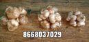 Kodaikanal hill garlic big மலைப்பூண்டு பெரியது