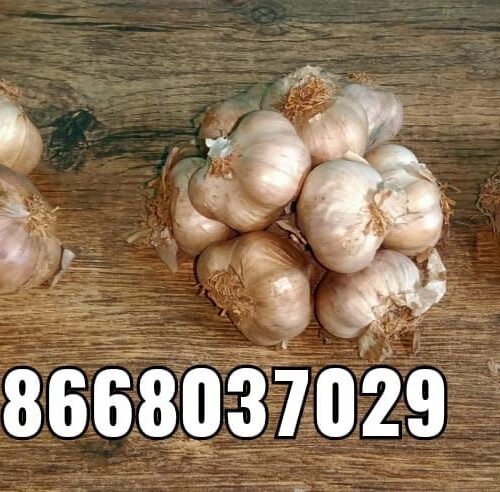 Kodaikanal hill garlic big மலைப்பூண்டு பெரியது