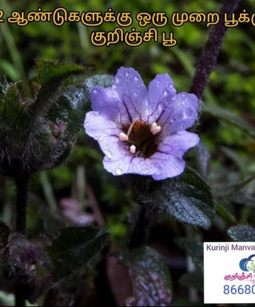 Kurinji Flower Honey