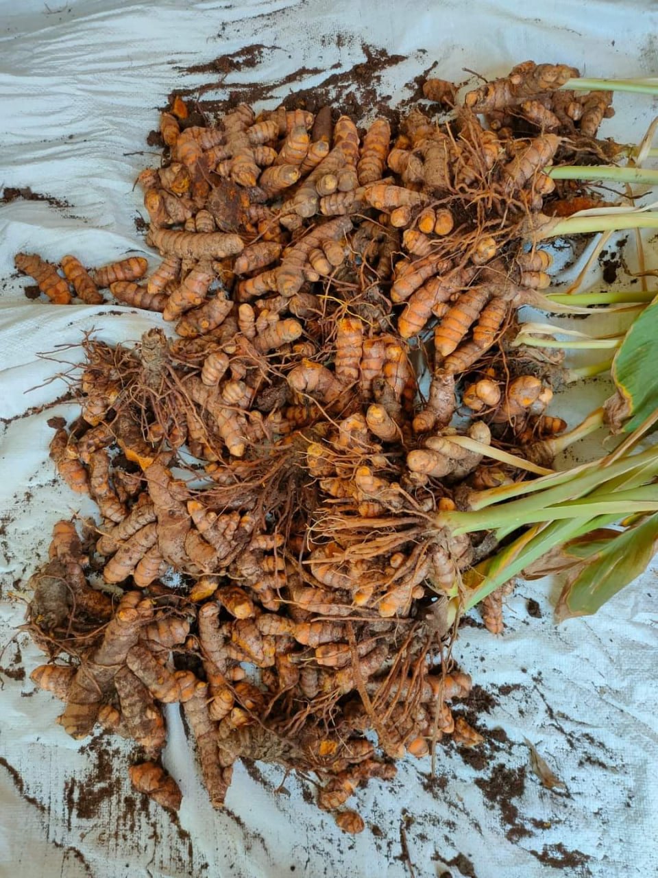Organic turmeric powder இயற்கை மஞ்சள் தூள் - Image 3