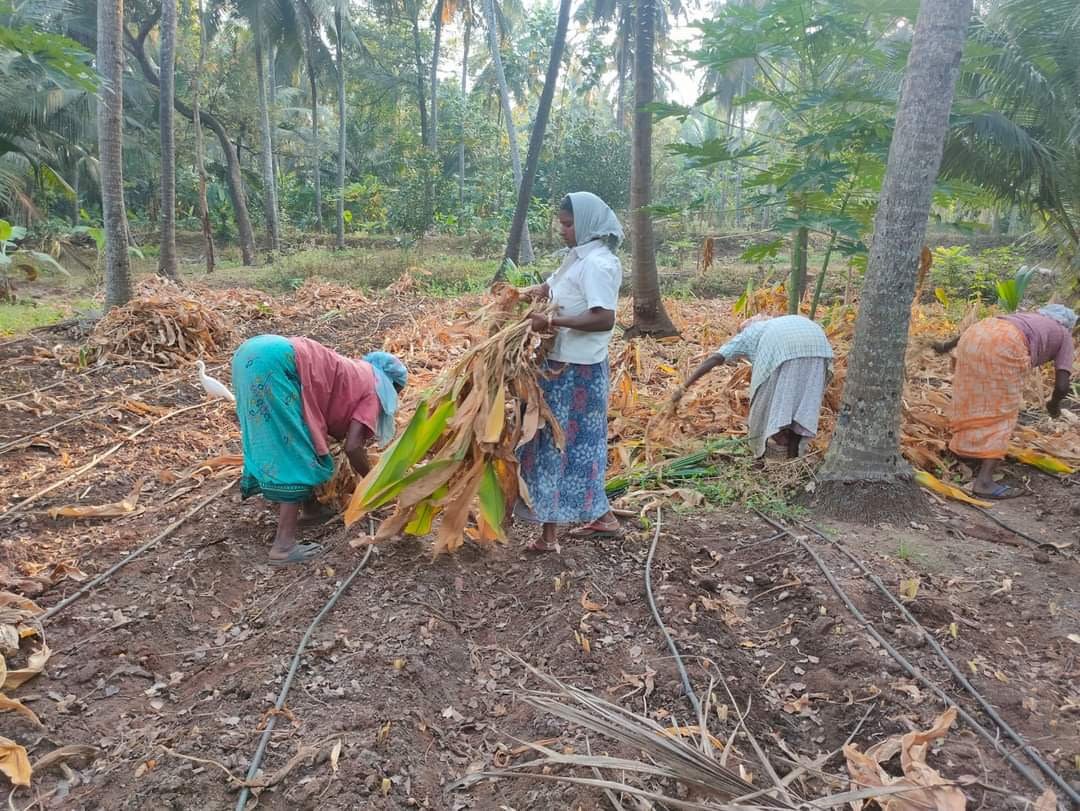 Organic turmeric powder இயற்கை மஞ்சள் தூள் - Image 4