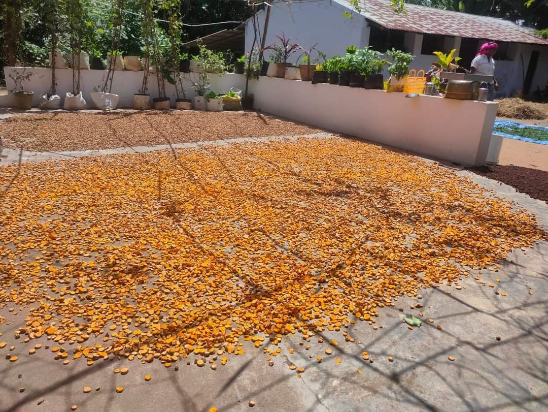 Organic turmeric powder இயற்கை மஞ்சள் தூள் - Image 7