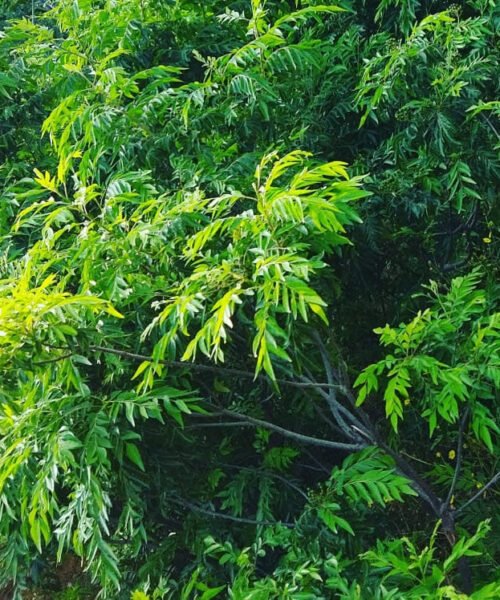 கருவேப்பிலை துவையல் பொடி