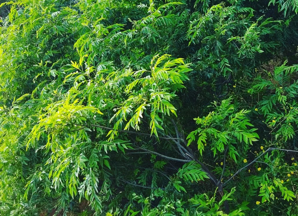 கருவேப்பிலை துவையல் பொடி