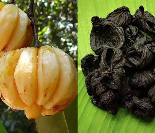 குடம்புளி