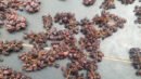 நாட்டு பன்னீர் விதை உலர் திராட்சை black seed grapes