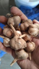 மலைப்பூண்டு நடுத்தரம் hill garlic medium size