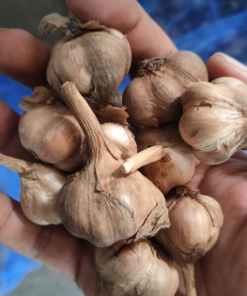 மலைப்பூண்டு நடுத்தரம் hill garlic medium size