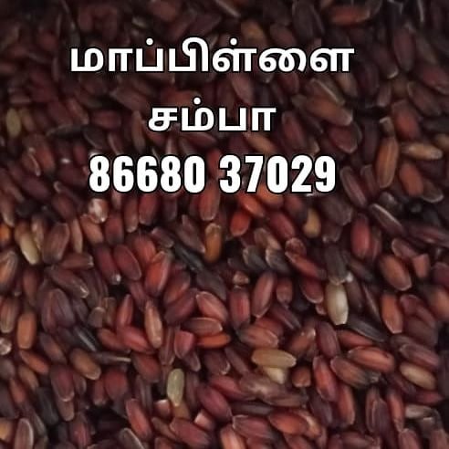 மாப்பிள்ளை சம்பா ஒரு கிலோ
