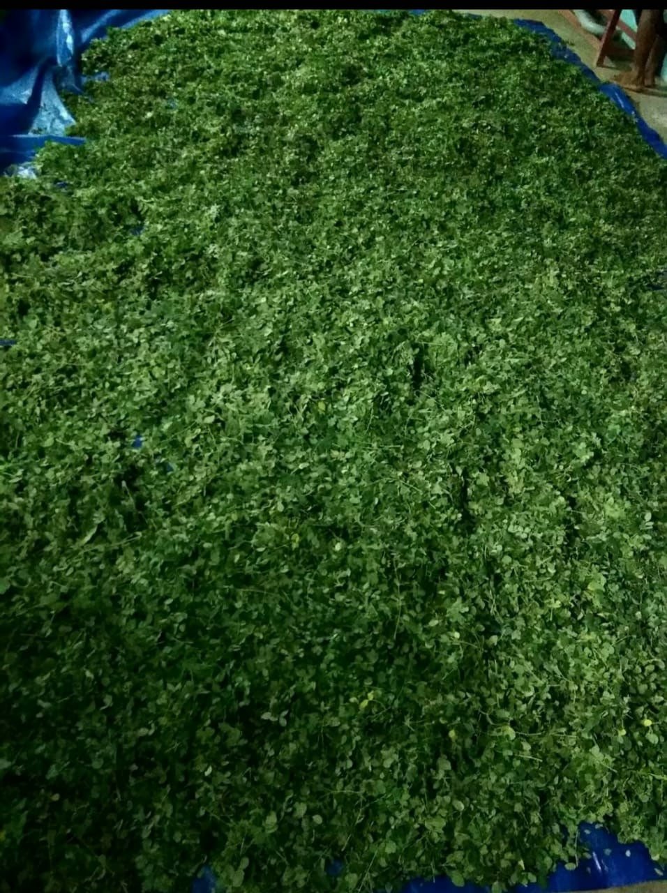முருங்கை துவையல் பொடி